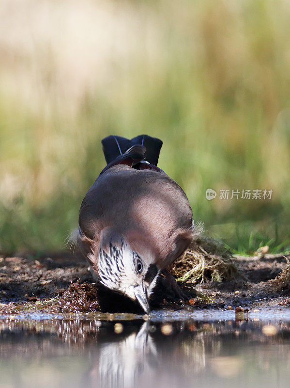 欧亚松鸦(Garrulus glandarius)饮酒